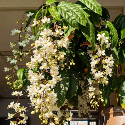 Winter-Friendly Hanging Jasmine—Dreamy Indoor Flower