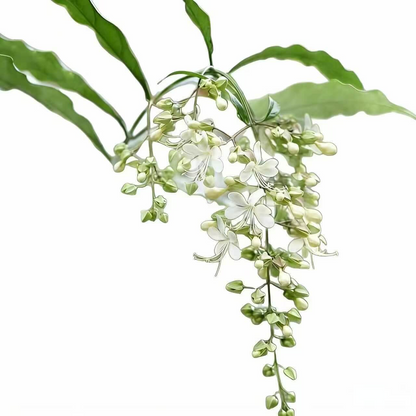 Winter-Friendly Hanging Jasmine—Dreamy Indoor Flower