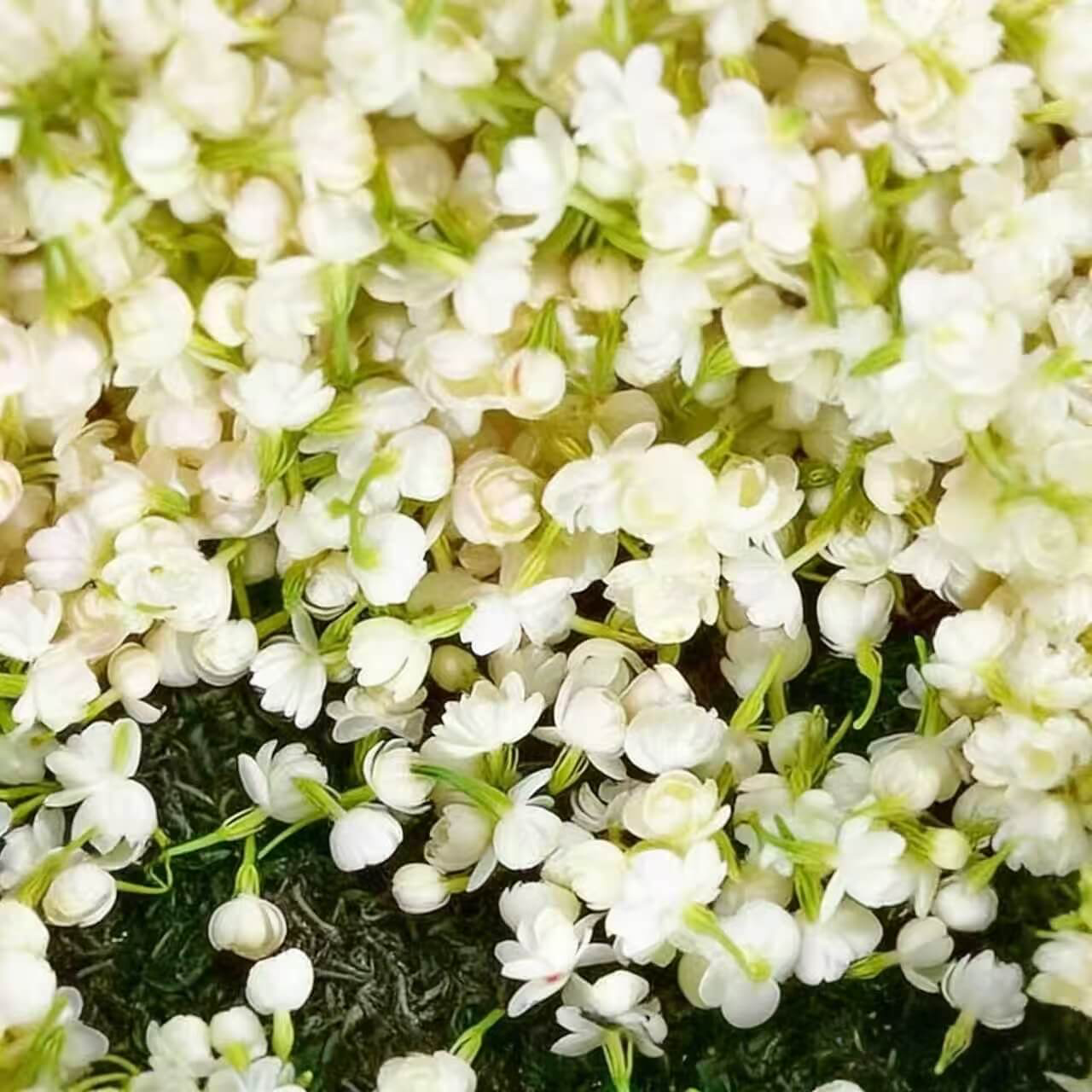 Winter-Friendly Hanging Jasmine—Dreamy Indoor Flower