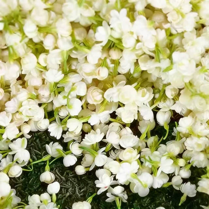 Winter-Friendly Hanging Jasmine—Dreamy Indoor Flower
