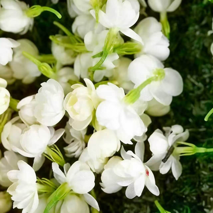 Winter-Friendly Hanging Jasmine—Dreamy Indoor Flower