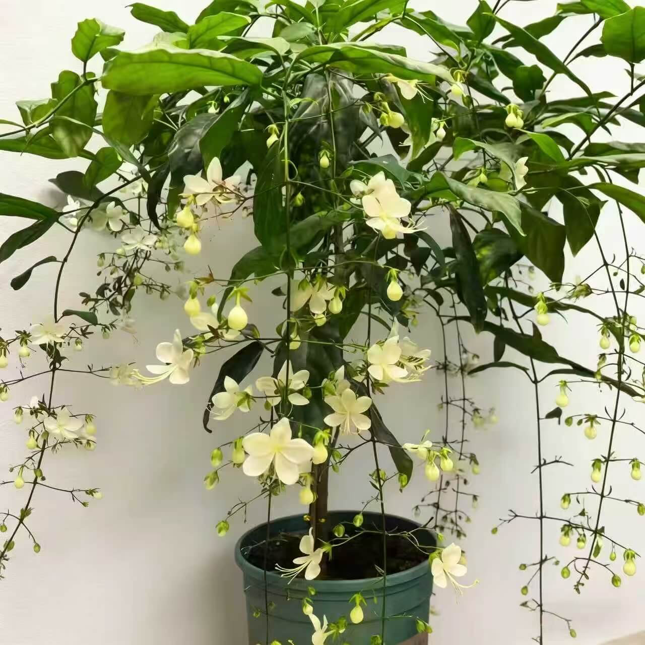 Winter-Friendly Hanging Jasmine—Dreamy Indoor Flower