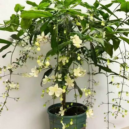 Winter-Friendly Hanging Jasmine—Dreamy Indoor Flower