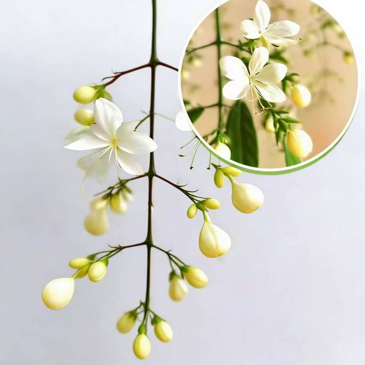 Winter-Friendly Hanging Jasmine—Dreamy Indoor Flower