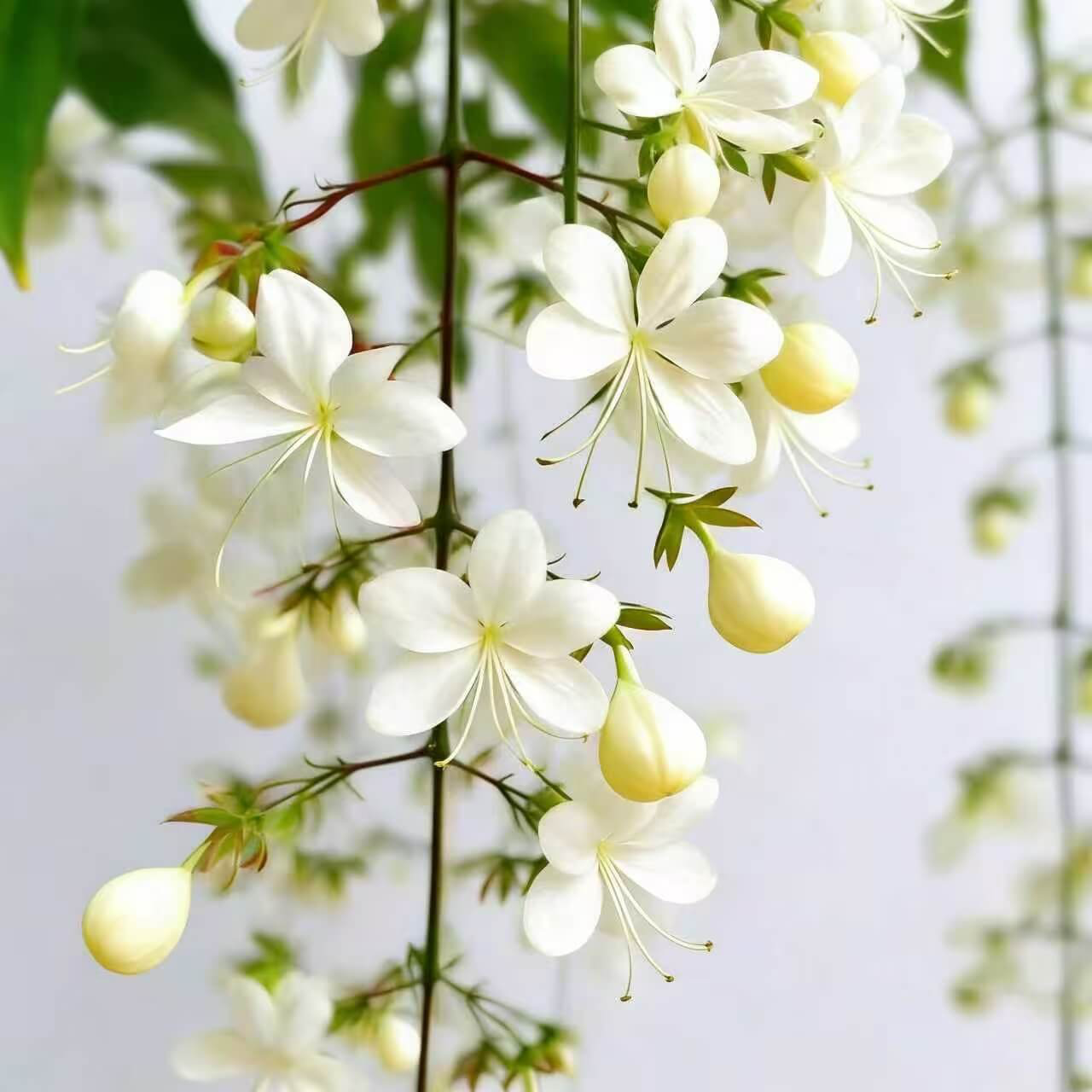 Winter-Friendly Hanging Jasmine—Dreamy Indoor Flower