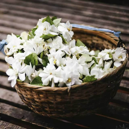 Winter-Friendly Hanging Jasmine—Dreamy Indoor Flower