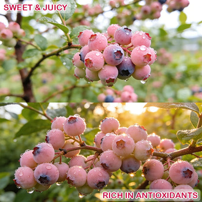 Premium Pink Blueberry Seeds -A Uniquely Delightful Taste