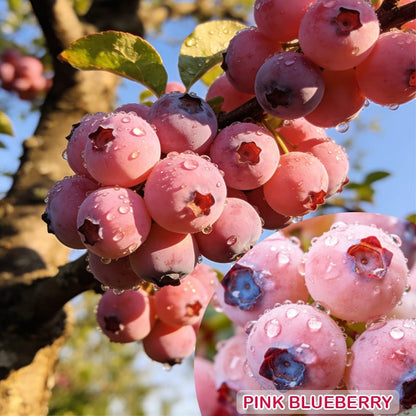 Premium Pink Blueberry Seeds -A Uniquely Delightful Taste