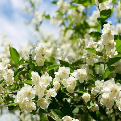 Beautiful Jasmine Potted Plant(Can be planted in winter)