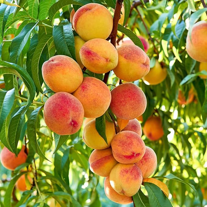 🍑 Rare Honey Red Dwarf Peach Seed Kit | Sweet & Juicy Fruit for Your Home Orchard🏡