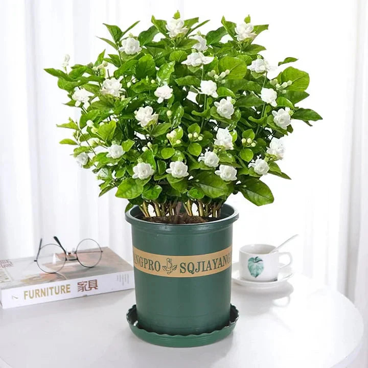 Beautiful Jasmine Plant(Can be planted in winter)