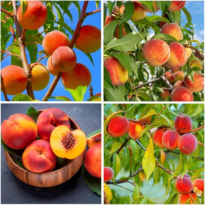 🍑 Rare Honey Red Dwarf Peach Seed Kit | Sweet & Juicy Fruit for Your Home Orchard🏡