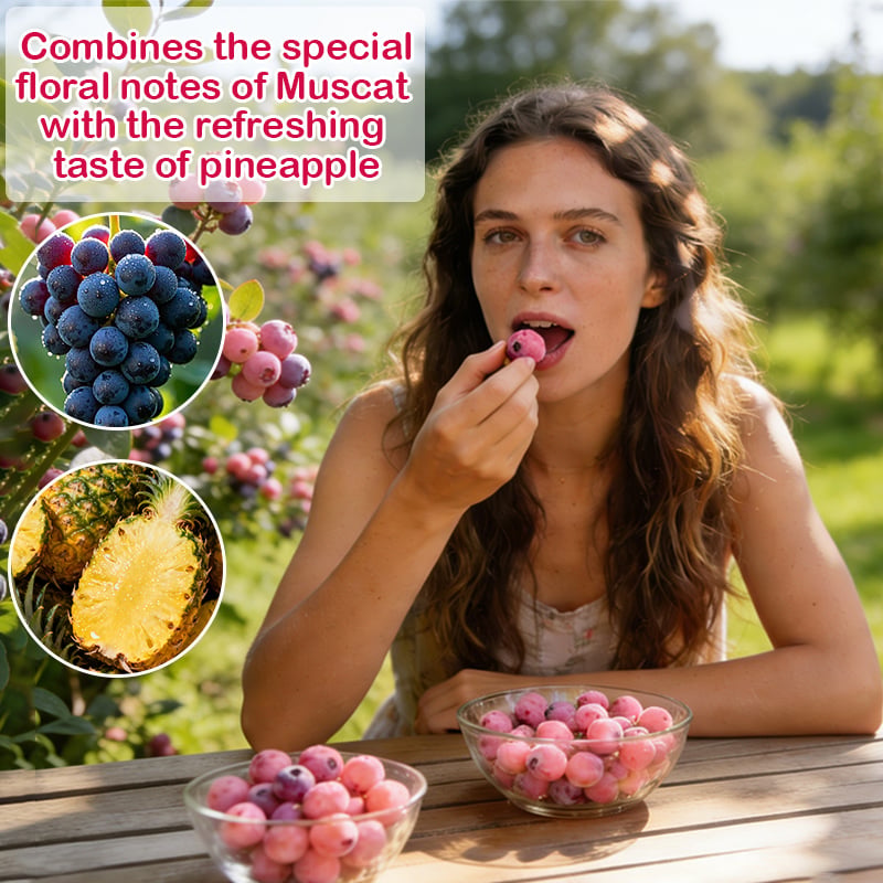 Premium Pink Blueberry Seeds -A Uniquely Delightful Taste