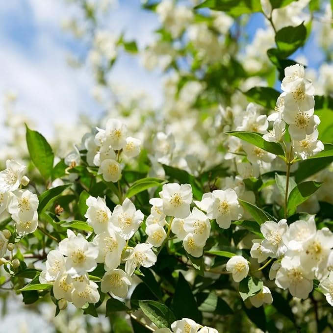Sweet Jasmine Seeds – Grow Your Own Fragrant Flower Garden