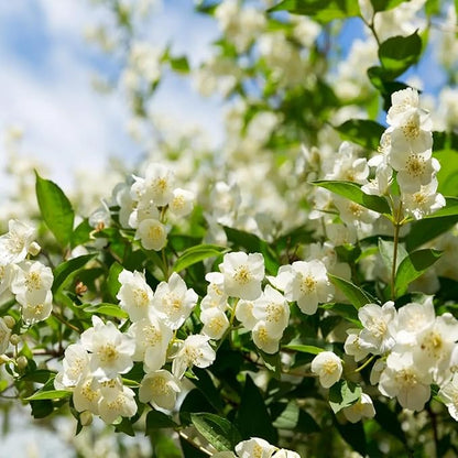 Sweet Jasmine Seeds – Grow Your Own Fragrant Flower Garden