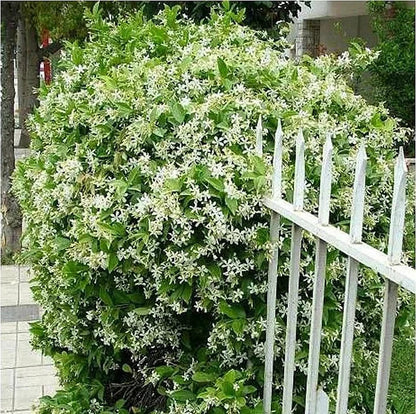 Beautiful Jasmine Plant(Can be planted in winter)
