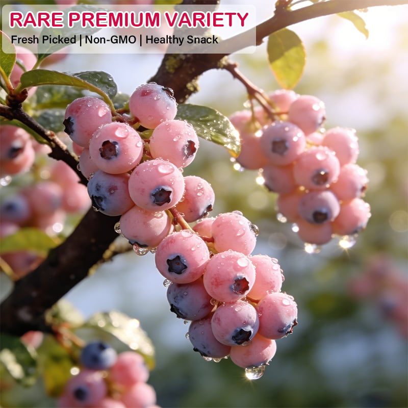 Premium Pink Blueberry Seeds -A Uniquely Delightful Taste