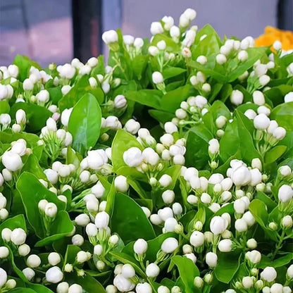 Beautiful Jasmine Potted Plant(Can be planted in winter)