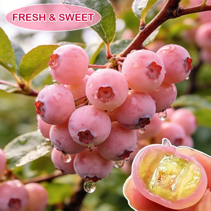 Premium Pink Blueberry Seeds -A Uniquely Delightful Taste