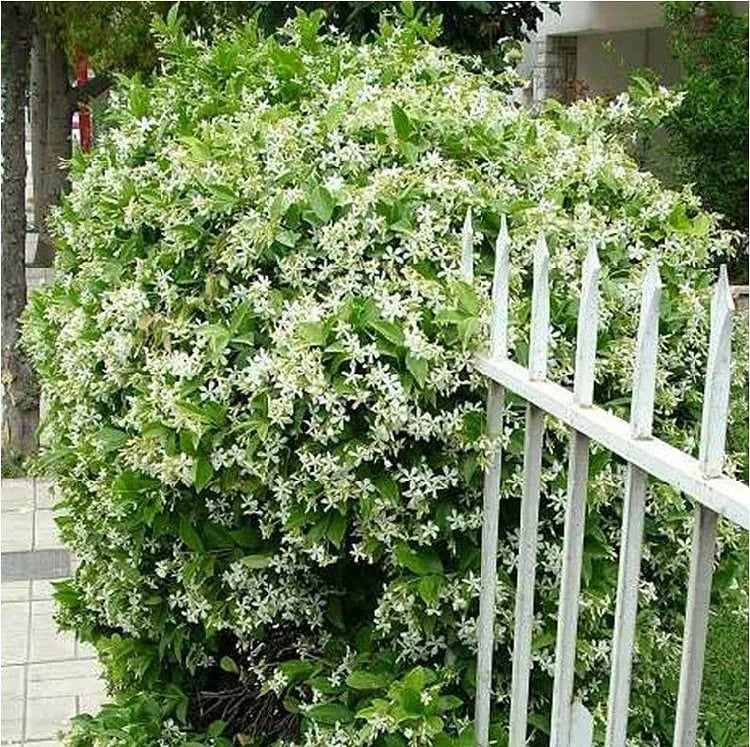 Sweet Jasmine Seeds – Grow Your Own Fragrant Flower Garden