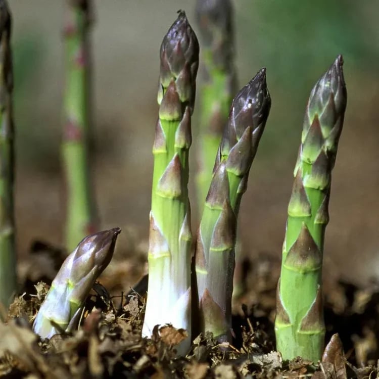 🌿Grow Fresh Asparagus at Home🥗 — Harvest for Years