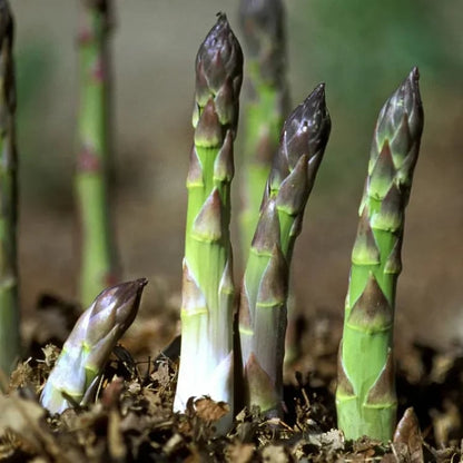 🌿Grow Fresh Asparagus at Home🥗 — Harvest for Years