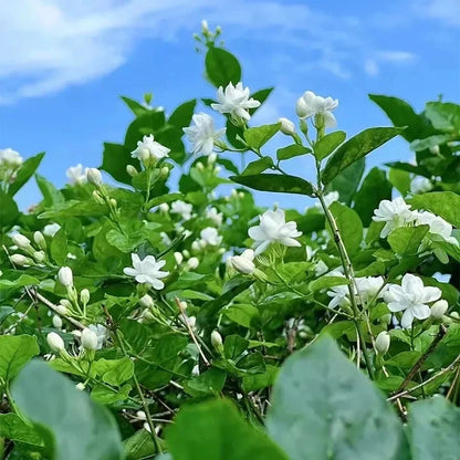 Beautiful Jasmine Potted Plant(Can be planted in winter)