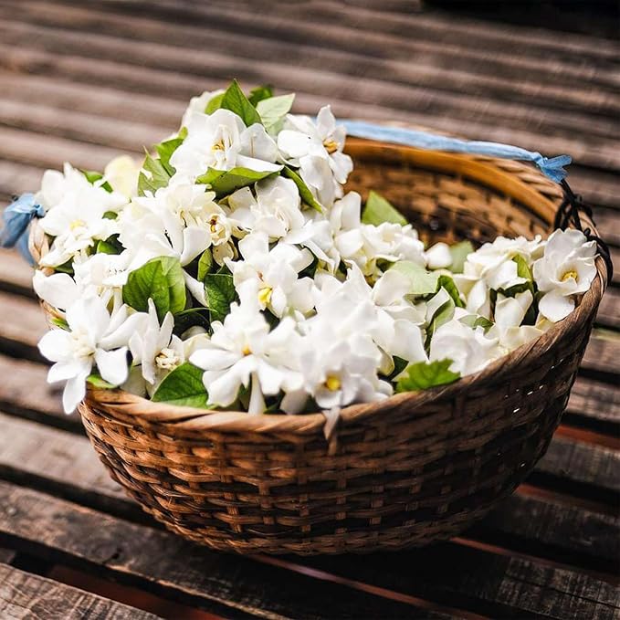 Sweet Jasmine Seeds – Grow Your Own Fragrant Flower Garden