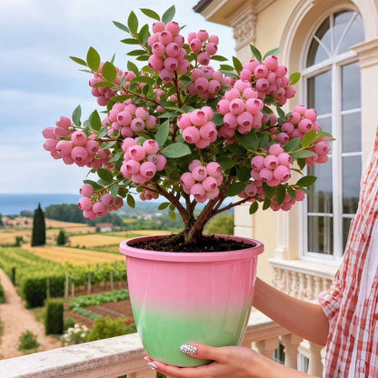 Premium Pink Blueberry Seeds -A Uniquely Delightful Taste