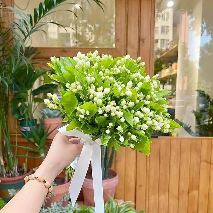 Beautiful Jasmine Potted Plant(Can be planted in winter)