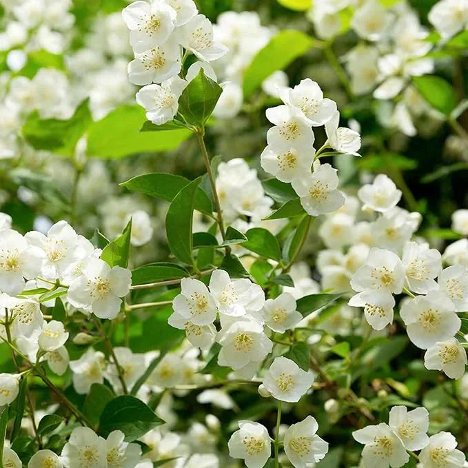 Beautiful Jasmine Potted Plant(Can be planted in winter)