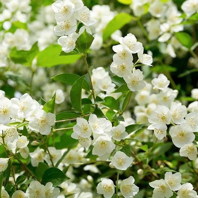 Beautiful Jasmine Plant(Can be planted in winter)